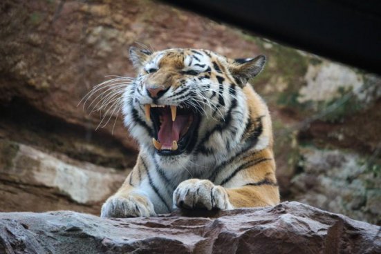 Delfinárium a ZOO v Norimberku