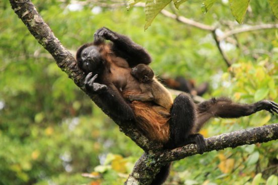 Kostarika - zelené srdce Střední Ameriky, vstupy do NP v ceně