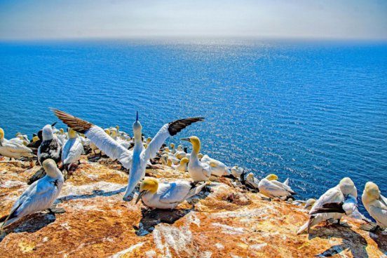 Tuleni na dosah ruky na ostrově Helgoland - 2 noci