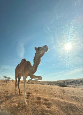 Poznávací zájezd Dubaj a Abú Dhabí, odlet z Prahy