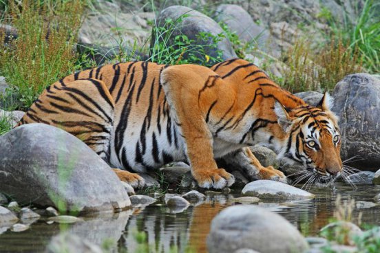 To nejlepší z Nepálu + NÁRODNÍ PARK CHITWAN 
