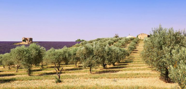 To nejkrásnější z Provence + MELOUNOVÝ FESTIVAL + CHÂTEAUNEUF-DU-PAPE 