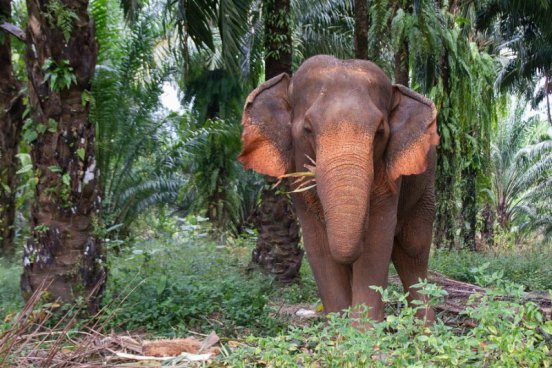 To nejlepší z Thajska + NÁRODNÍ PARK KHAO SOK + KRÁLOVSKÉ MĚSTO CHIANG MAI 