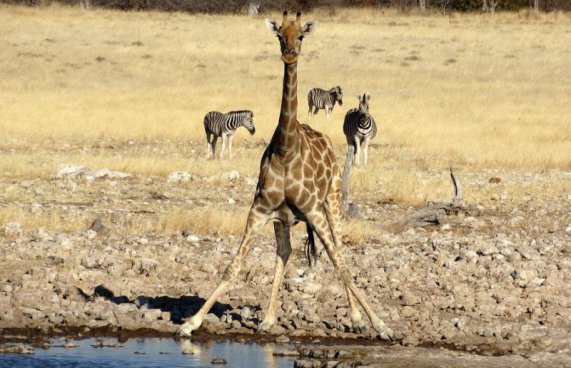 Namibie a Botswana + AFRICKÉ SAFARI + VIKTORIINY VODOPÁDY 