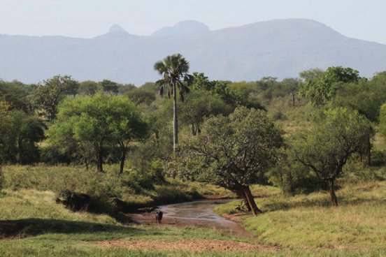 Uganda - to nejlepší z africké fauny, trek za horskými gorilami i za šimpanzi