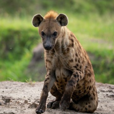 Uganda - to nejlepší z africké fauny, trek za horskými gorilami i za šimpanzi