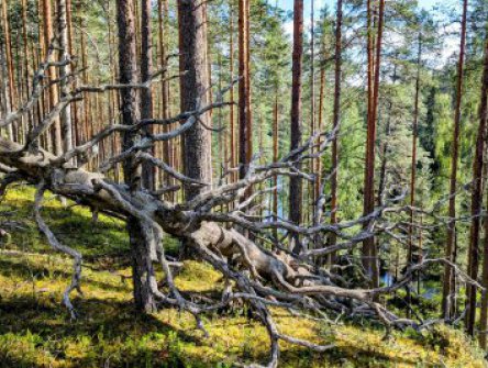 ZA POLÁRNÍ ZÁŘÍ NA ISLAND, hotel