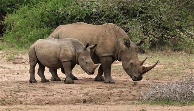 JAR - STOLOVÁ HORA, SAFARI A VINICE