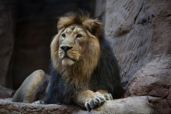 Delfinárium a ZOO v Norimberku