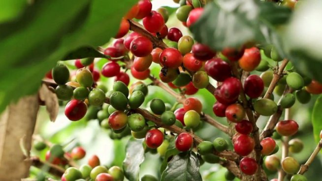 Kostarika - zelené srdce Střední Ameriky, vstupy do NP v ceně