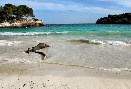 Nejkrásnější pláže Menorcy