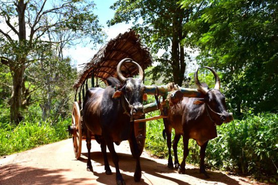 Srí Lanka v duchu Ájurvédy