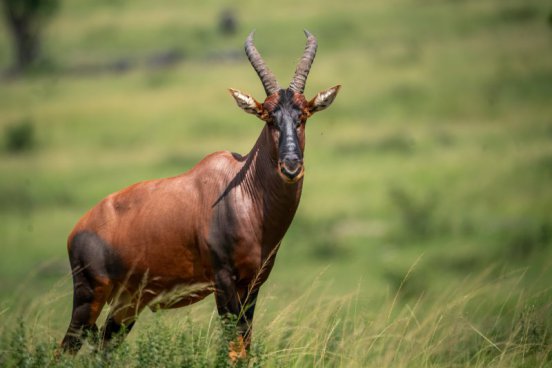 Uganda - to nejlepší z africké fauny, trek za horskými gorilami i za šimpanzi