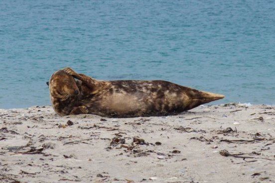 Tuleni na dosah ruky na ostrově Helgoland - 2 noci