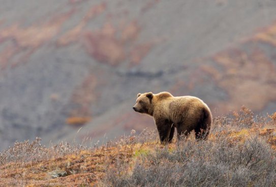 To nejlepší z Aljašky + DIVOKÁ FAUNA SEVERU + PLAVBA LEDOVCOVOU KRAJINOU 