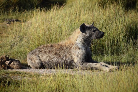 KEŇA – SVĚTOVÉ SAFARI V ZEMI MASAJŮ