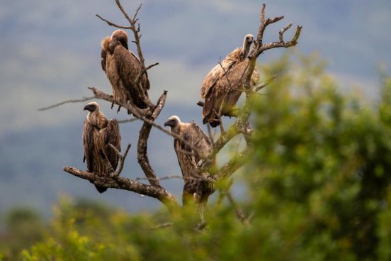 JIHOAFRICKÁ REPUBLIKA A LESOTHO - safari a Dračí hory