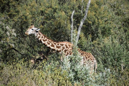 KEŇA – SVĚTOVÉ SAFARI V ZEMI MASAJŮ
