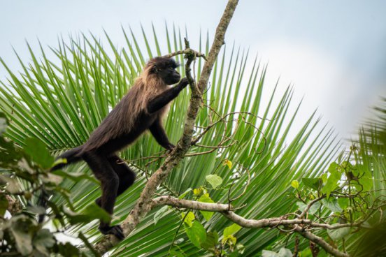 Uganda - to nejlepší z africké fauny, trek za horskými gorilami i za šimpanzi