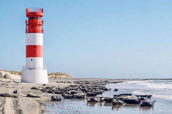 Tuleni na dosah ruky na ostrově Helgoland - 2 noci