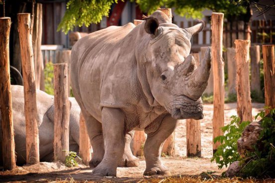 Tropicarium a ZOO Budapešť
