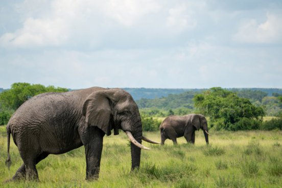 Uganda - to nejlepší z africké fauny, trek za horskými gorilami i za šimpanzi