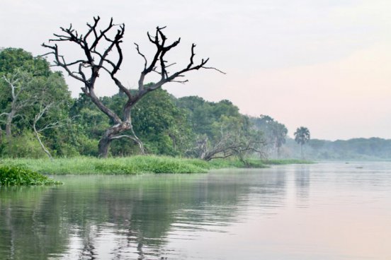 Uganda - to nejlepší z africké fauny, trek za horskými gorilami i za šimpanzi