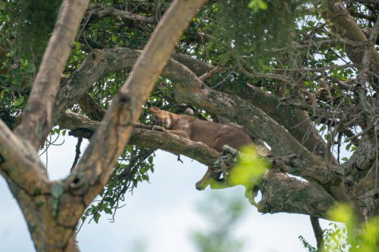 Uganda - to nejlepší z africké fauny, trek za horskými gorilami i za šimpanzi