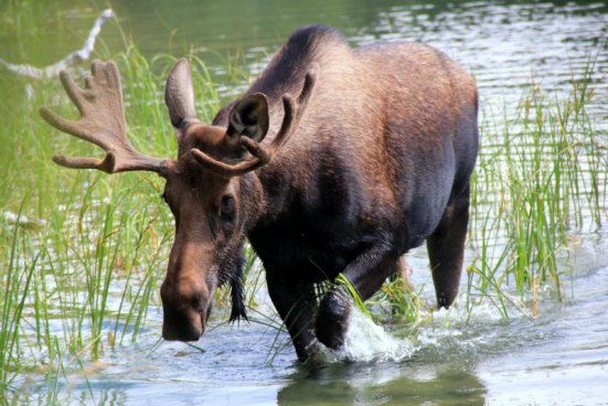 PLAVBA Z BOSTONU PŘES NEWFOUNDLAND DO KANADY