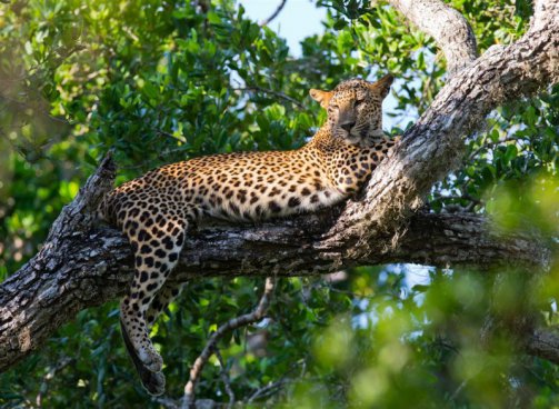 SRÍ LANKA – ZA KRÁSAMI EXOTICKÉHO OSTROVA