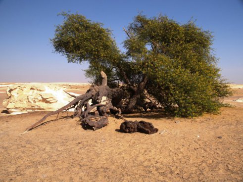 Egypt - oázy Západní pouště
