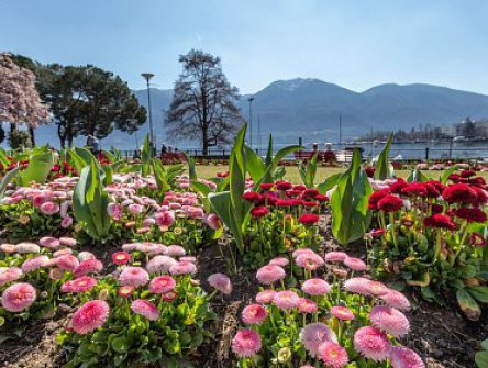 Rozkvetlé jarní Švýcarsko