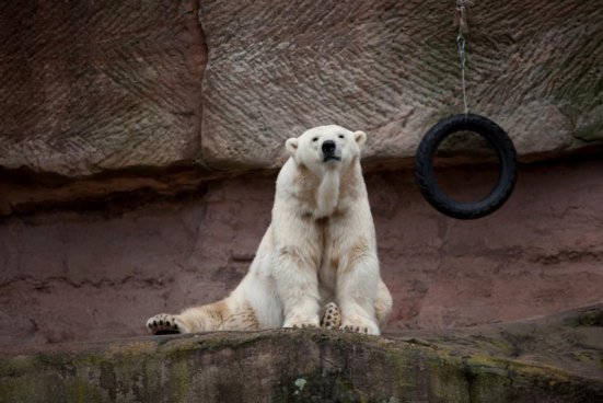 Delfinárium a ZOO v Norimberku