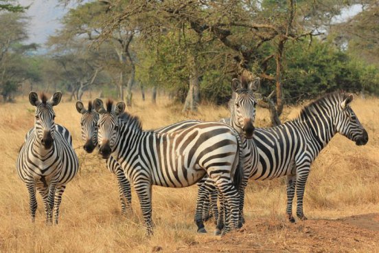 To nejlepší z Ugandy + HORSKÉ GORILY A ŠIMPANZI + SAFARI V NÁRODNÍCH PARCÍCH 