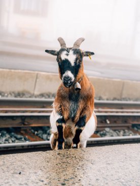 Srdce Švýcarska vlakem s TOP lanovkami v ceně