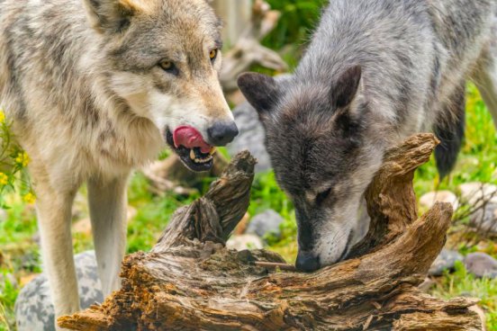 Yellowstone a přírodní krásy severozápadu USA