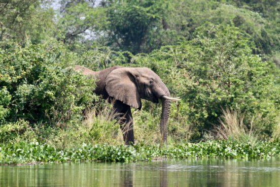 Uganda - to nejlepší z africké fauny, trek za horskými gorilami i za šimpanzi