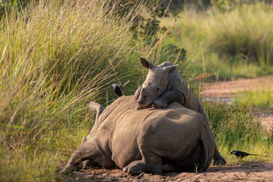 Uganda - to nejlepší z africké fauny, trek za horskými gorilami i za šimpanzi