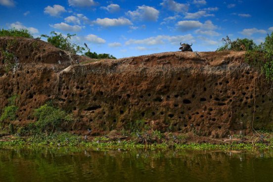 To nejlepší z Ugandy + HORSKÉ GORILY A ŠIMPANZI + SAFARI V NÁRODNÍCH PARCÍCH 