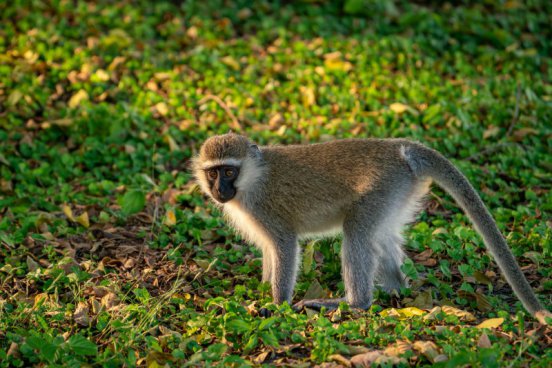Uganda - to nejlepší z africké fauny, trek za horskými gorilami i za šimpanzi