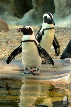 Tropicarium a ZOO Budapešť