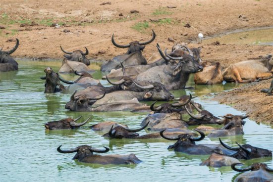 SRÍ LANKA – ZA KRÁSAMI EXOTICKÉHO OSTROVA