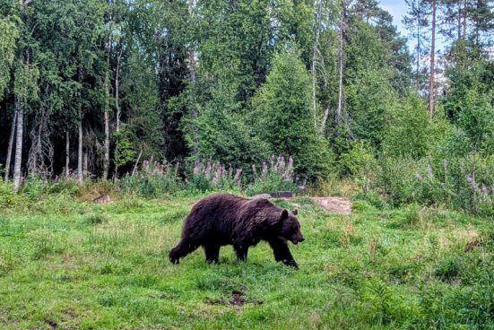 ZA POLÁRNÍ ZÁŘÍ NA ISLAND, hotel