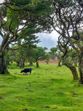 Madeira - turistika přes levády až k oceánu, odlet z Katovic