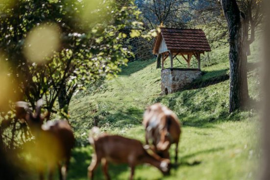 Wellness pobyt s dopravou, polopenzí a ochutnávkou na farmě v ceně v hotelu RimskiZdraviliški Dvor