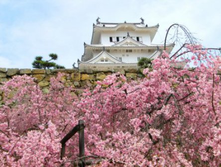 JAPONSKO – okruh na Honšú, památky UNESCO i metropole v době květu sakur