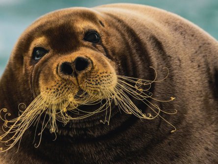 ŠPICBERKY - POLÁRNÍ DEN, chladivá exotika na Severu