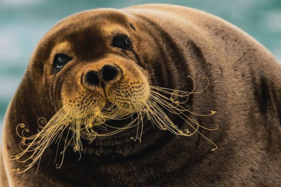 ŠPICBERKY - TURISTIKA ZA POLÁRNÍHO DNE