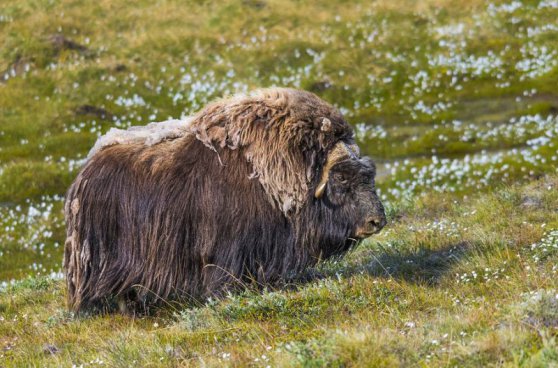 To nejlepší z Grónska + PŮLNOČNÍ SLUNCE NAD FJORDEM + PRAVÝ ŽIVOT OSADNÍKŮ 