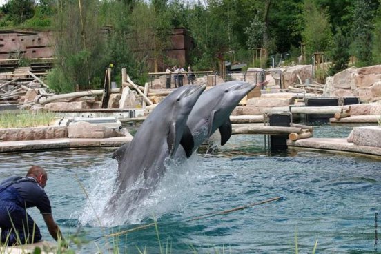 Delfinárium a ZOO v Norimberku